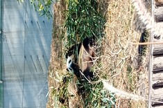 Rezerwat pand w Chengdu