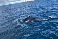 Wycieczka by zobaczyć wieloryby