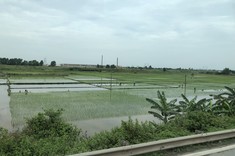 Plantacja ryżu (okolice Hanoi)